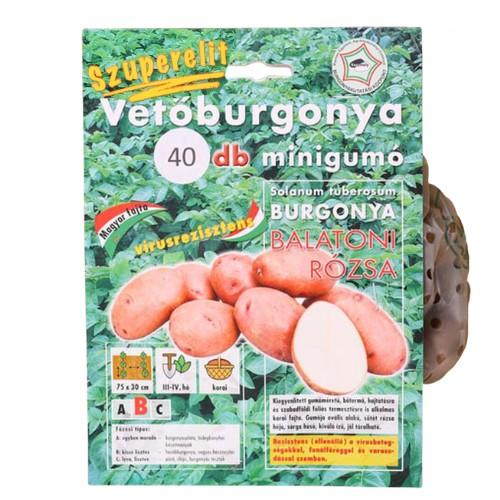 Vet�burgonya - Minigum� -  Balatoni R�zsa 40 szem