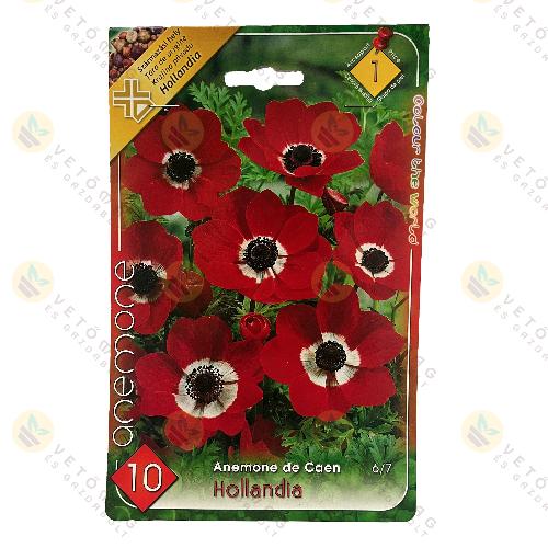 Koron�s Szell�r�zsa - Hollandia 10 db