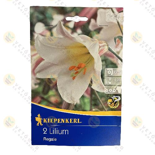 Királyliliom / Lilium Regale / 2 db