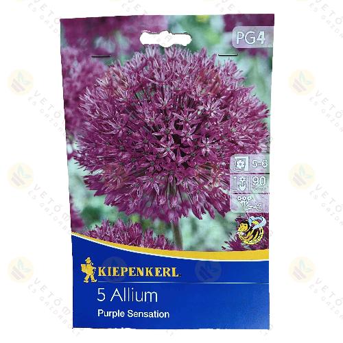 Díszhagyma / Purple Sensation / 5db