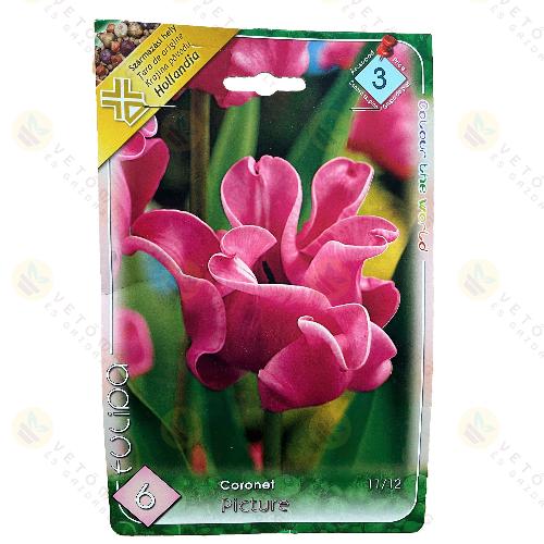 Tulip�n - Picture 5 db