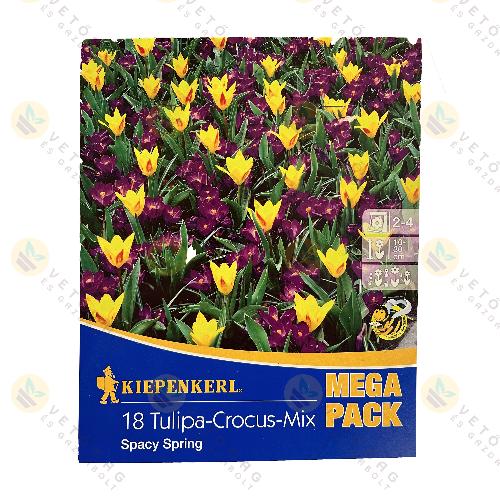 Tulip�n , Kr�kusz Mix / Spacy Spring / 18 db