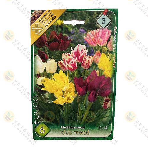 Tulip�n - Csokros - Club Sz�nkever�k 6 db