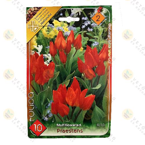 Tulip�n - Praestans 10 db