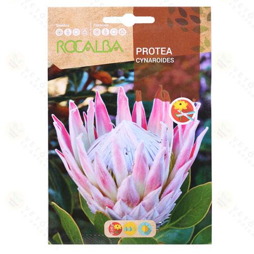 Cukorcserje - Protea - Cynaroides 6 szem