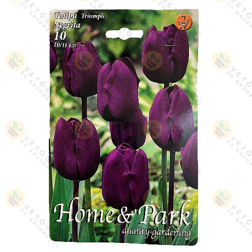 Tulipán - Negrita 6 db