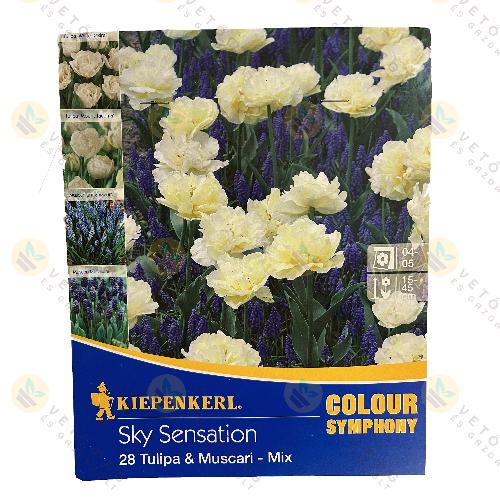 Colour Symphony / Sky Sensation / 28 db