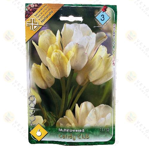 Tulip�n - Candy Club 6 db