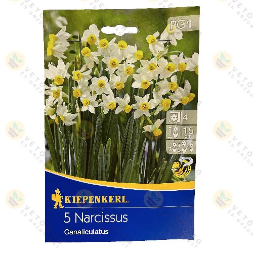 Nárcisz / Botanikai / 5 db
