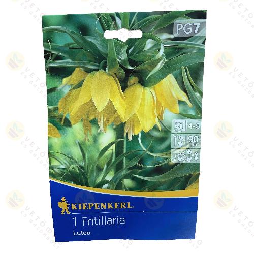 Cs�sz�rkorona / Lutea / 1db