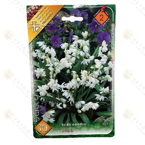 B�kol� Csillagvir�g - Alba 10 db