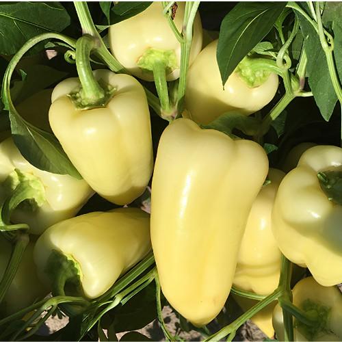Paprika - H�tvez�r F1 - 250 szem