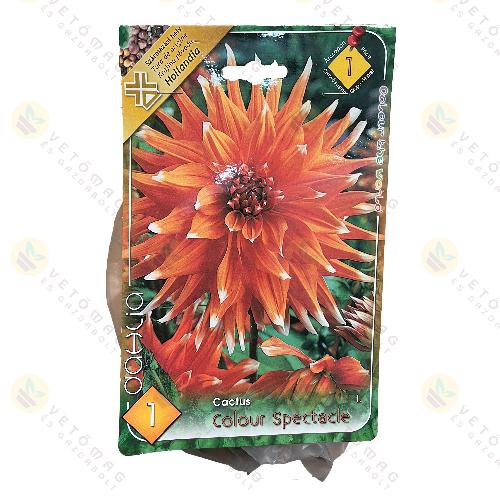 Dália - Colour Spectacle 1 db