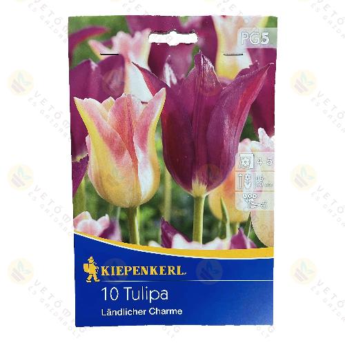 Tulipn / Landlicher Charme / 10db