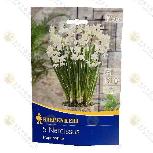 Nárcisz / Paperwhite / 5 db