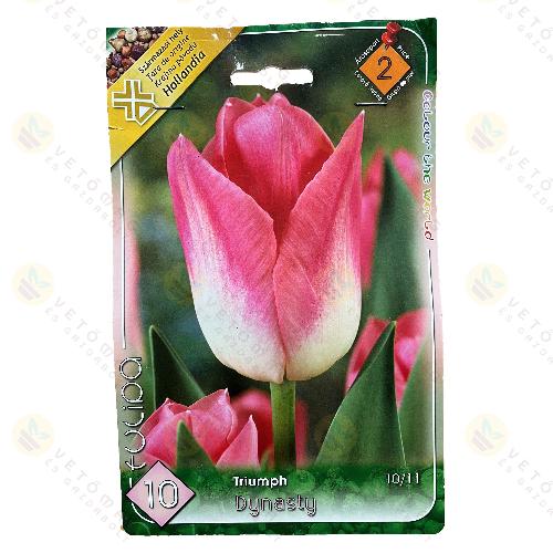 Tulipán - Dynasty 6 db