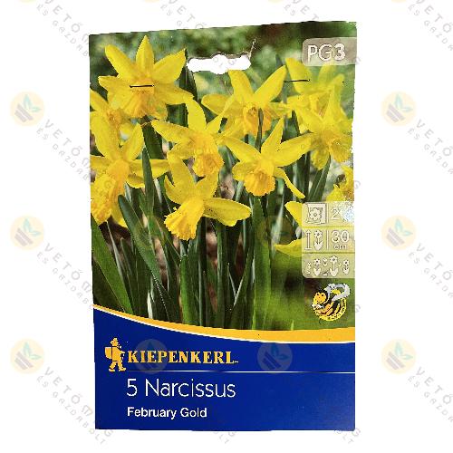 Nárcisz / February Gold / 5 db