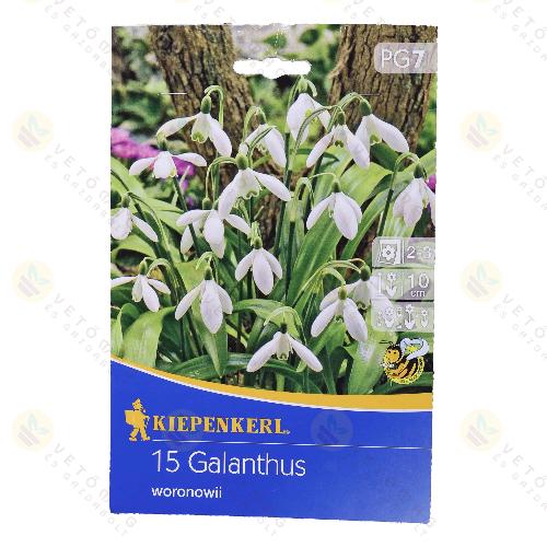 Hvirg / woronowii / 15db