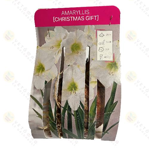 Amarillisz / Christmas Gift / 1db