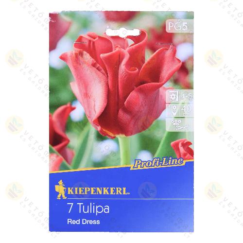 Tulip�n / Red Dress / 7db