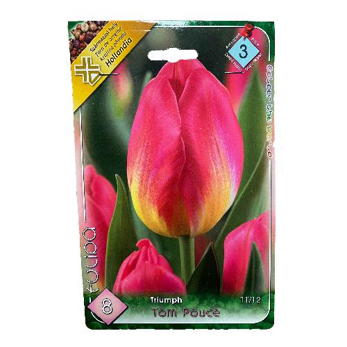 Tulip�n - Tom Pouce 8 db
