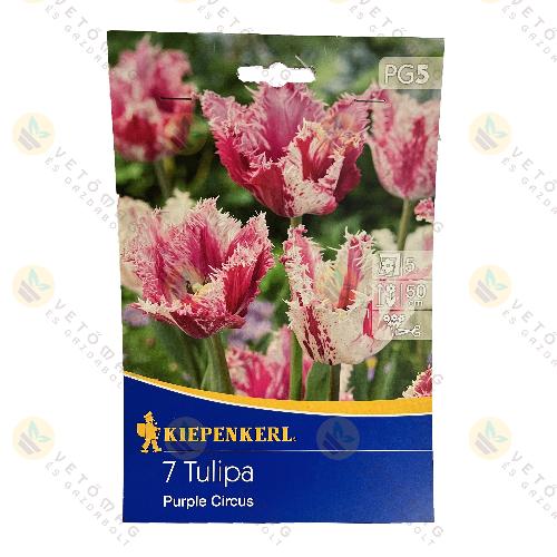 Tulip�n / Purple Circus / 7 db