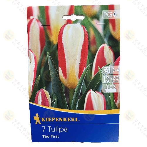 Tulip�n / The First / 7db