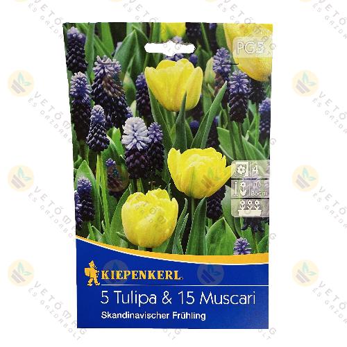 Tulip�n , Gy�ngyike Mix / Skandinavischer Fr�hling / 20 db