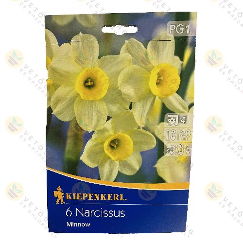 Nárcisz / Minnow / 6db
