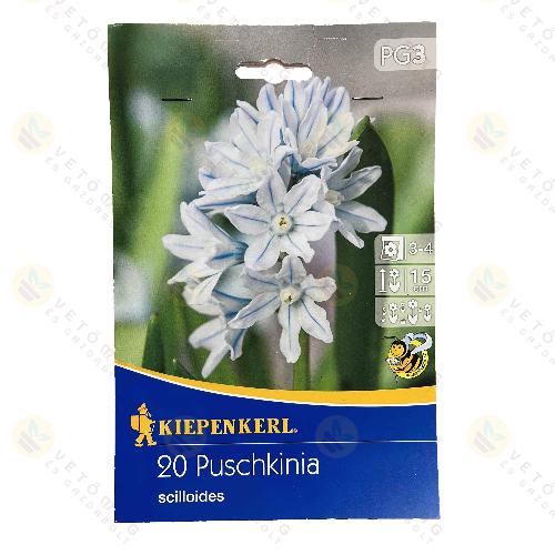 Csillagos Puskin-virg 20db