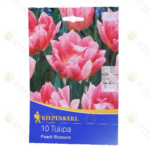 Tulip�n / Peach Blossom / 10db