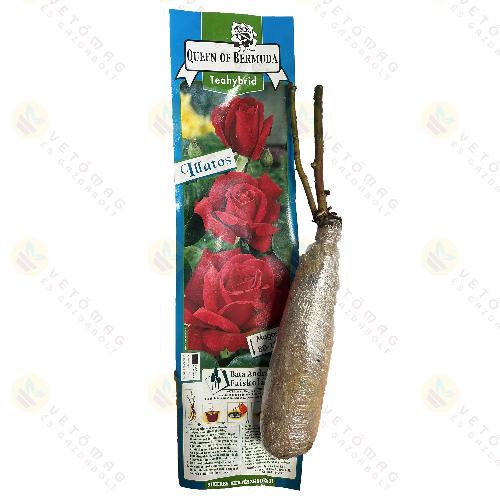 Rózsatő Teahybrid / Queen Of Bermuda / 1 tő