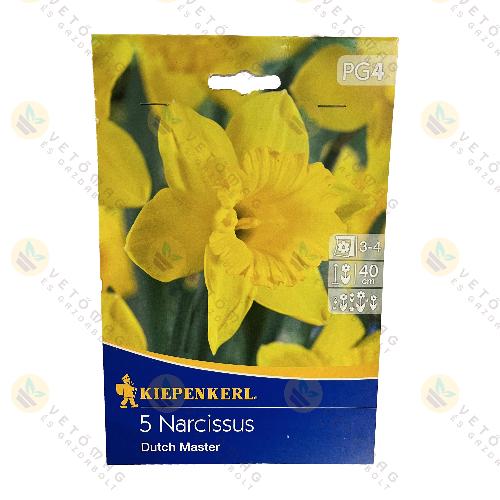 Nárcisz / Dutch Master / 5 db