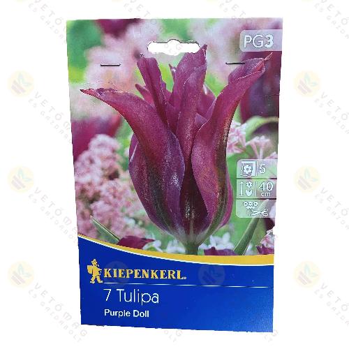 Tulipn / Purple Doll / 7db