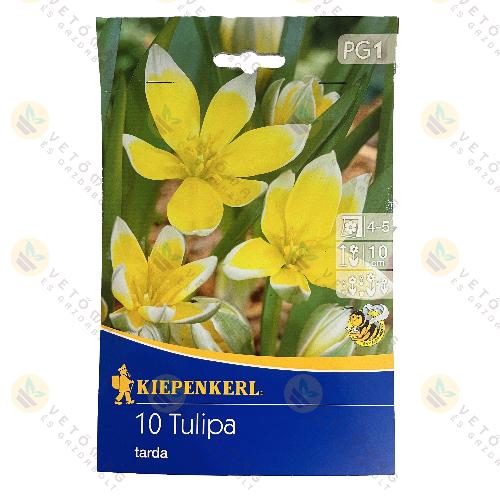 Tulip�n , Botanikai / Tarda / 10 db