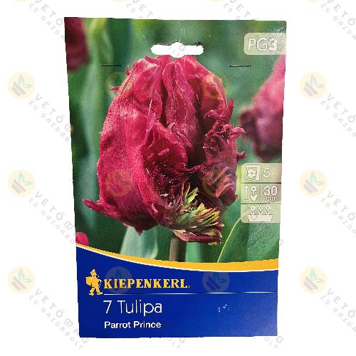 Tulip�n / Parrot Prince / 7 db