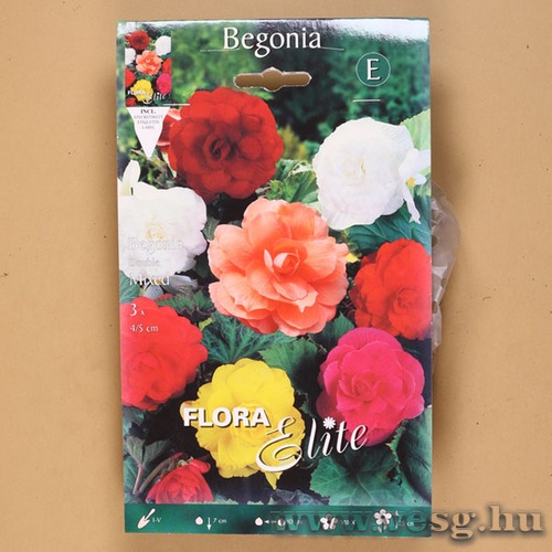Begónia / Duplavirágú - Színkeverék / 3db