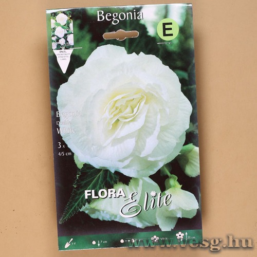 Begónia / Duplavirágú - Fehér / 3db