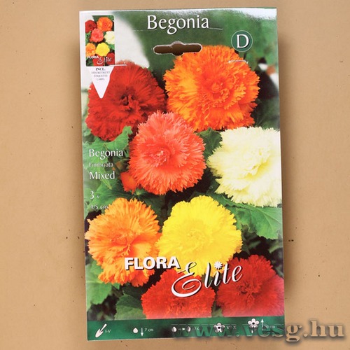 Begónia / Szegfűvirágú - Színkeverék / 3db