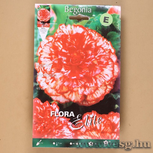 Begónia / Marmorata / 3db