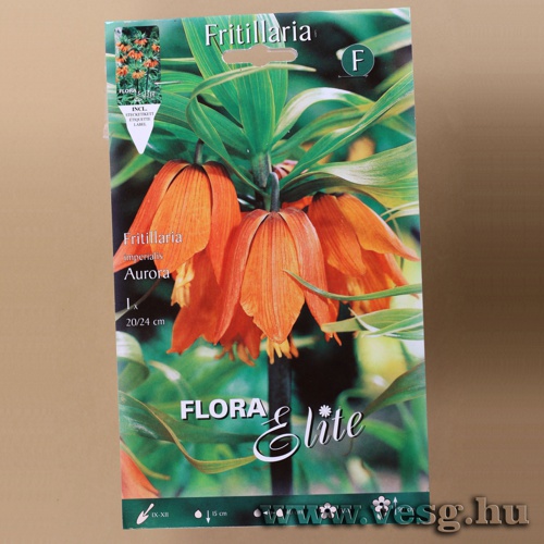 Császárkorona / Aurora / 1db