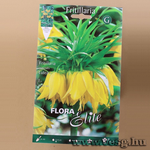 Császárkorona / Lutea / 1db