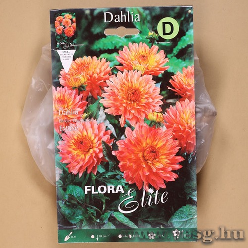 Dália / Extase / 1db