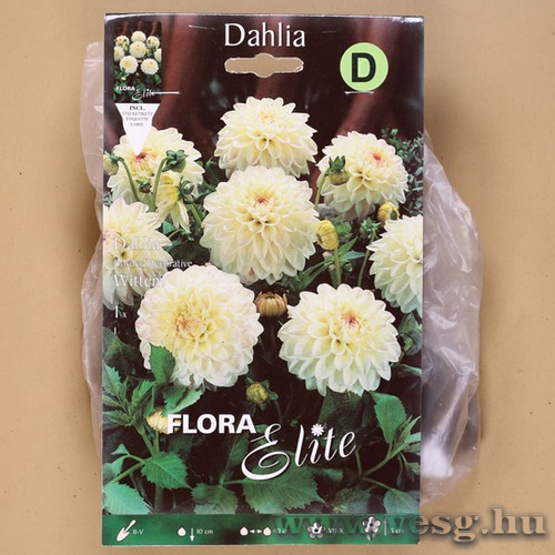 Dália / Wittem / 1db