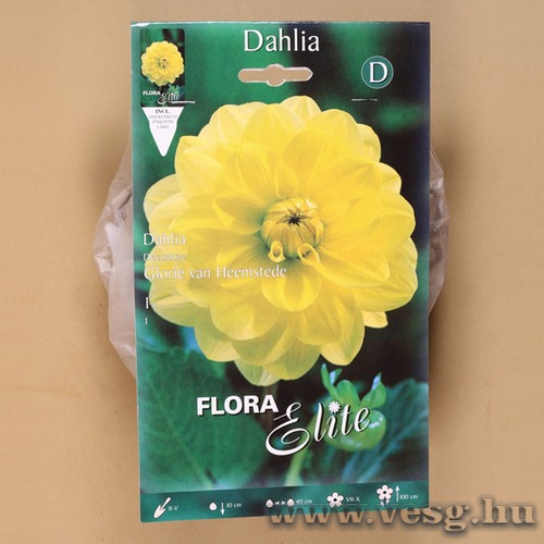 Dália / Glorie Van Geemstede / 1db