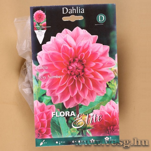 Dália /Lucy Number / 1db