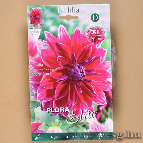 Dália / Mero Star / 1db