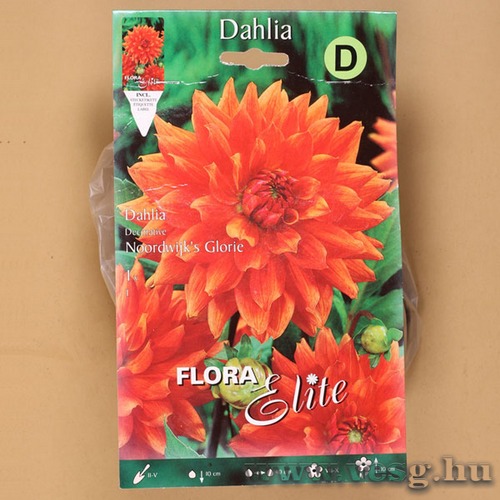 Dália / Noordwijks Glorie / 1db