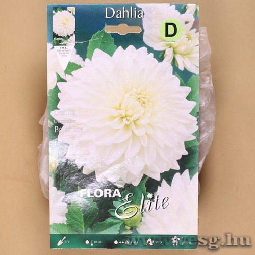 Dália / Polar Ice / 1db