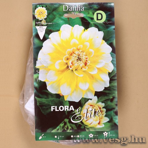 Dália / Seattle / 1db